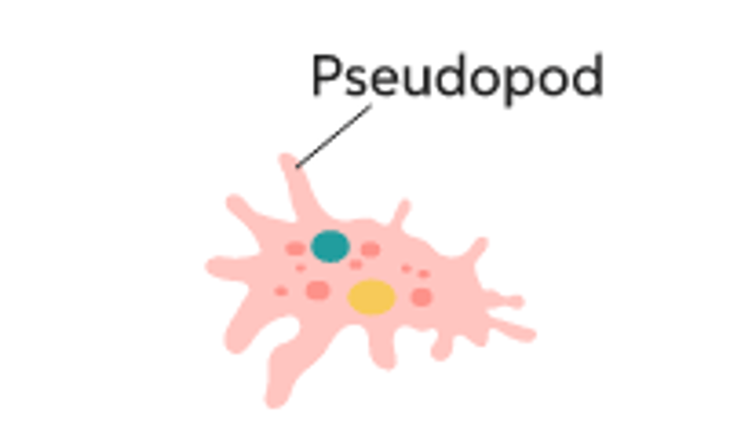 <p>an extension of the cell membrane, the amoeba moves its cytoplasm toward the pseudopod, surrounds its prey, putting it in a food vacuole</p>