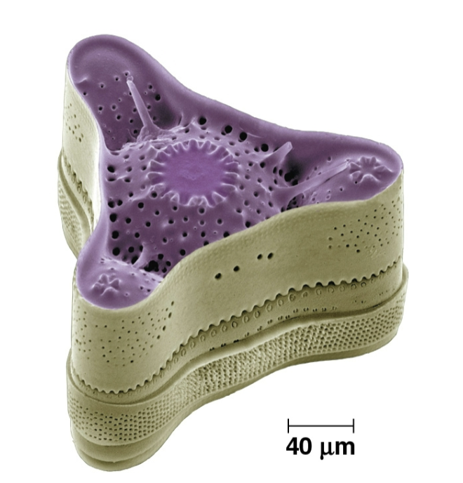 <p>Diatom</p>