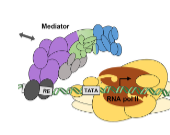 <p>A large protein complex called the Mediator</p>