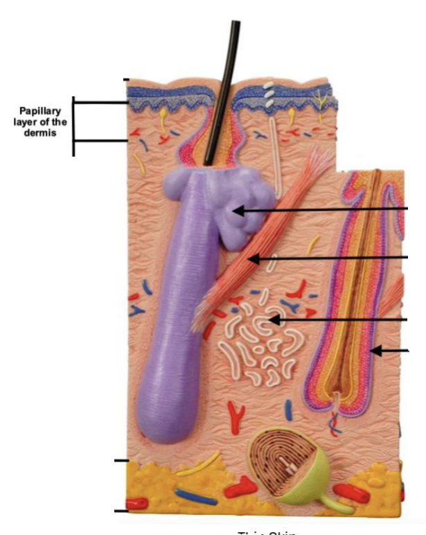 <ul><li><p>superficial dermis layer</p></li><li><p>deep to stratum basale of epidermis</p></li><li><p>thin and light staining</p></li><li><p>dermal papillae</p></li></ul><p></p>