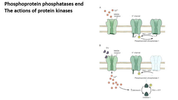 <p>Phosphoprotein phosphatases undo phosphorylation</p><p></p><p>When the protein calcineurin is phosphorylated you get activation of some calcium permeable receptor, that calcium can them come and bind to to and activate calcineurine which will promote dephosphorylation of this inhibitor leading to the closed state of the potassium channel</p>