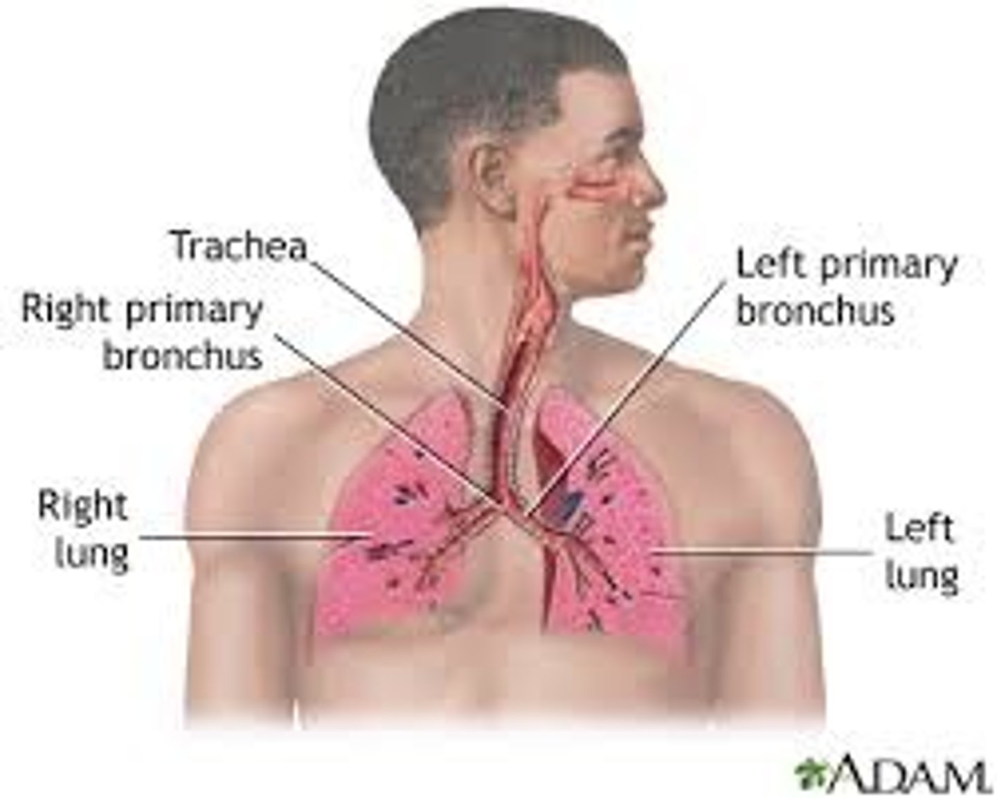 <p>/rɪˈspɪrətəri/ (adjective).</p><p>thuộc về hô hấp</p><p>Ex: The Laki haze caused respiratory issues across Europe due to volcanic ash.</p>