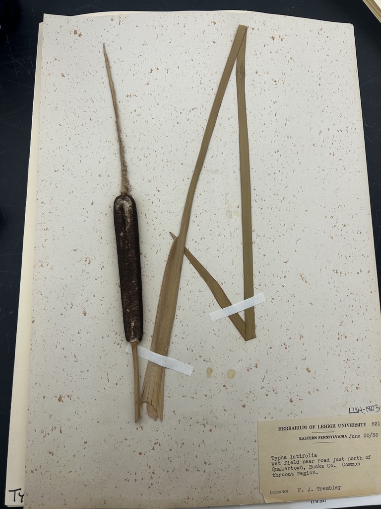 <p>Common cattail</p>