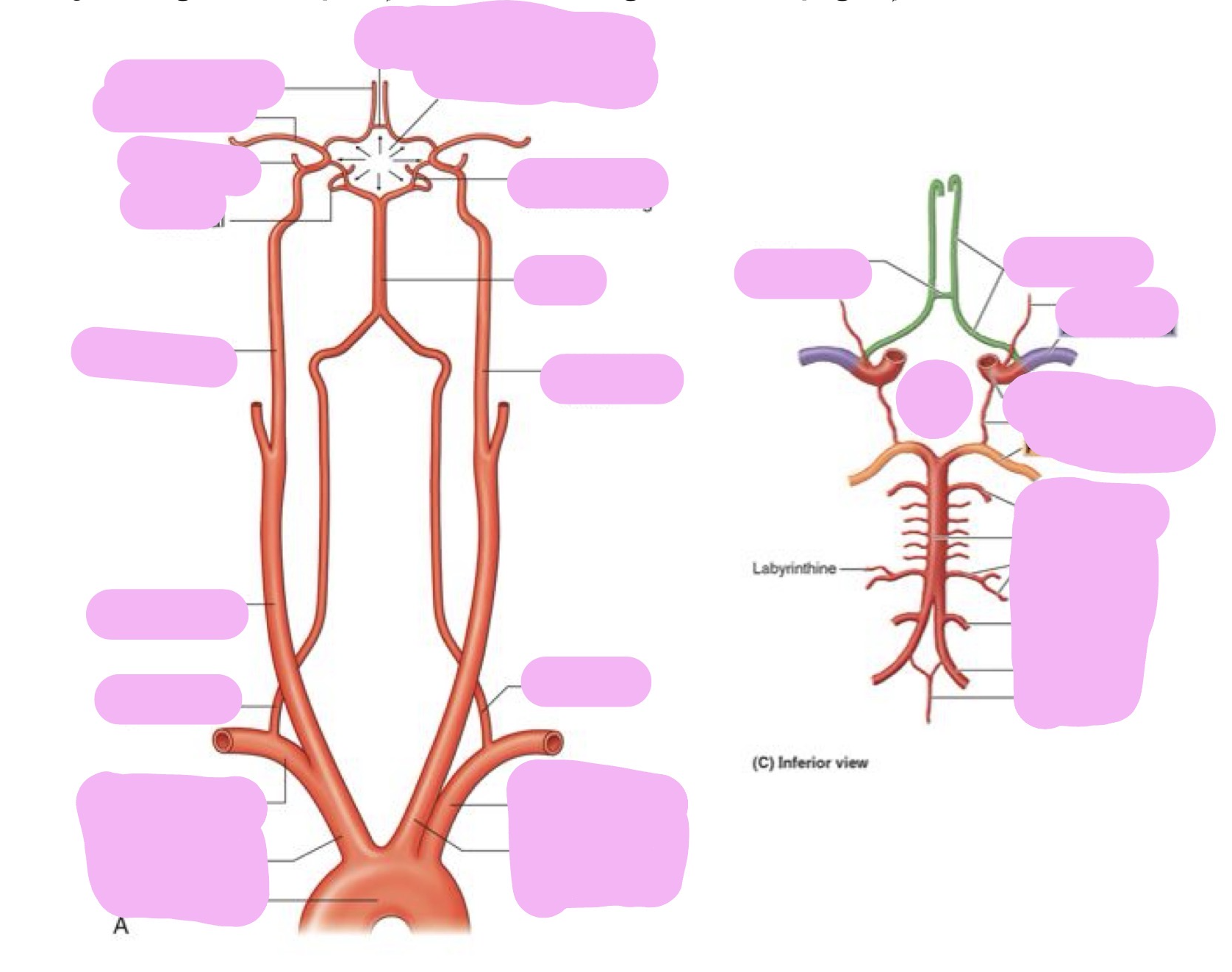 <p>Anastomoses in the Cranial Cavity </p>
