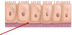<p>attachment point of cells</p>