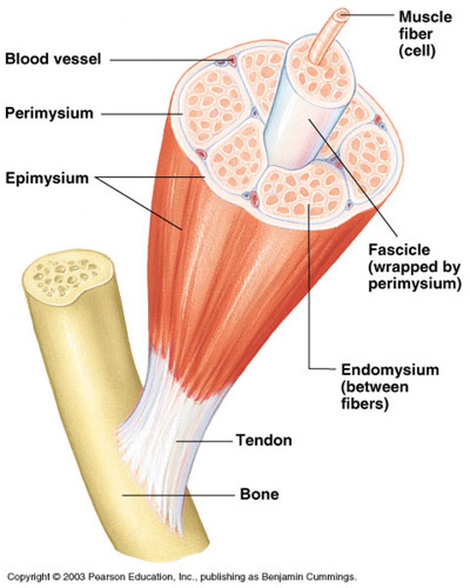 <p>Connective tissue surrounding the entire muscle.</p>