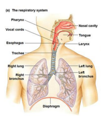 <p>composed of nasal cavity, pharynx, larnx, trachea, broncus and lungs, keeps blood supplied with O2 and removes CO2</p>