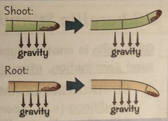 <p>cells in shoot tip produce IAA; gravity causes movement of IAA to lower side of shoot</p><p>greater concentration on lower side so cells elongate more on lower side, causing shoot to bend away from gravity</p>