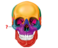 <p>Identify the bone that these structures come off of.</p>