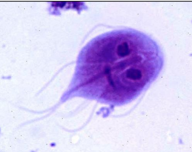 <p>identifique e cite o tratamento </p>