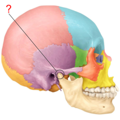 <p>part of temporal bone</p>