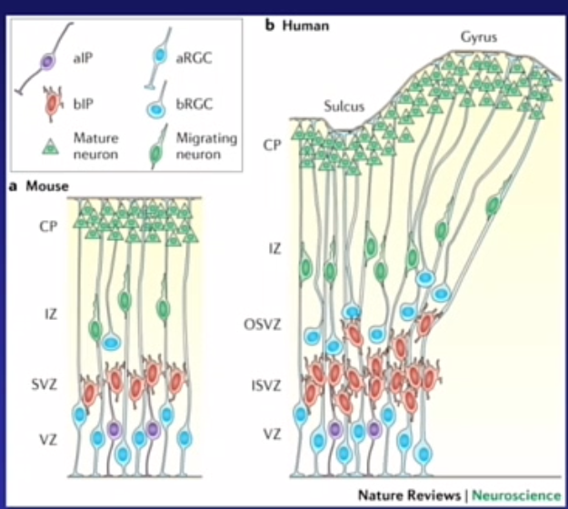 <p>vz bijna zelfde</p><p>isvz anders veel groter</p><p>osvz bij ons en primaten </p><p>radial glia stukje omhoog dan houdt het op </p><p>orgs hoppen naar andere cellen, wave opzij?</p>