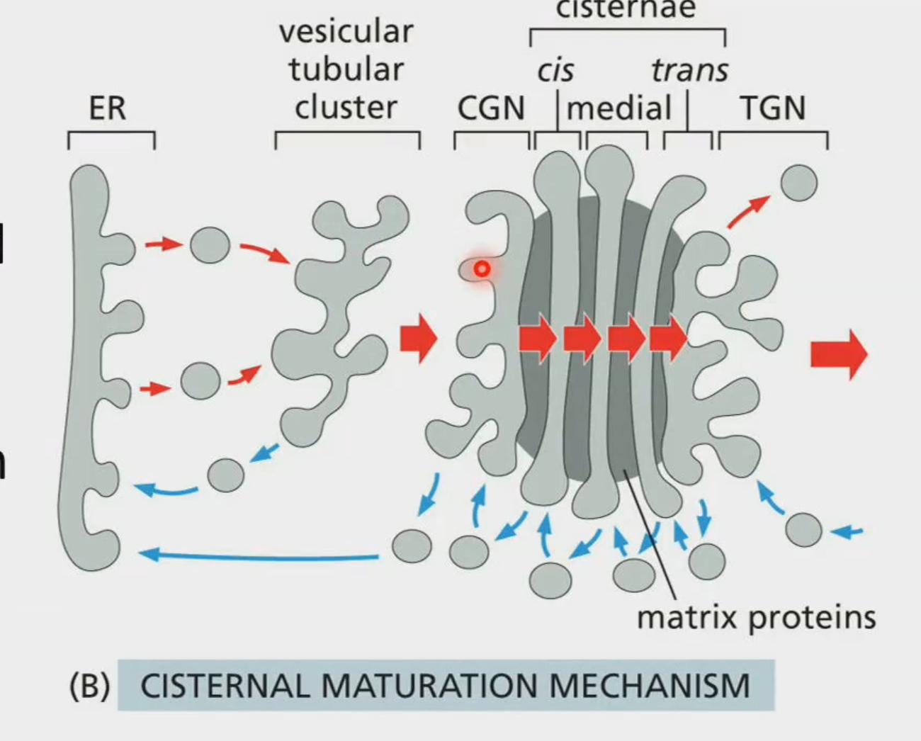 <p>How does Golgi maintain polarized structure?</p><p>In hypothesis 2 or <strong>Cisternal Maturation Model</strong>, it is more accurate because without the … (3), the entire golgi falls apart</p>