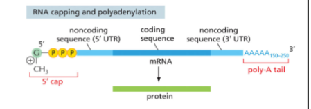 <ul><li><p><span style="line-height: 20.925px;">5’ cap is made by adding guanosine triphosphate (GTP)&nbsp;</span></p></li><li><p><span style="line-height: 20.925px;">3’ end has a long string of adenine nucleotides called the poly-A tail&nbsp;</span></p></li><li><p><span style="line-height: 20.925px;">Capping and Polyadenylation is used for&nbsp;</span></p></li></ul><ol><li><p class="Paragraph SCXW246483081 BCX8" style="text-align: left;"><span style="line-height: 20.925px;">Nuclear export signal that allows mRNA to exit though the nuclear pore&nbsp;</span></p></li><li><p class="Paragraph SCXW246483081 BCX8" style="text-align: left;"><span style="line-height: 20.925px;">They prevent the mRNA from being immediately broken down in the cytoplasm&nbsp;</span></p></li><li><p class="Paragraph SCXW246483081 BCX8" style="text-align: left;"><span style="line-height: 20.925px;">They act as signals that help the ribosome to bind to the mRNA during translation&nbsp;</span></p></li></ol><p></p>