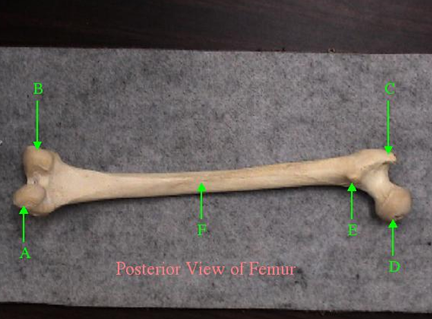 <p>Identify F.</p>
