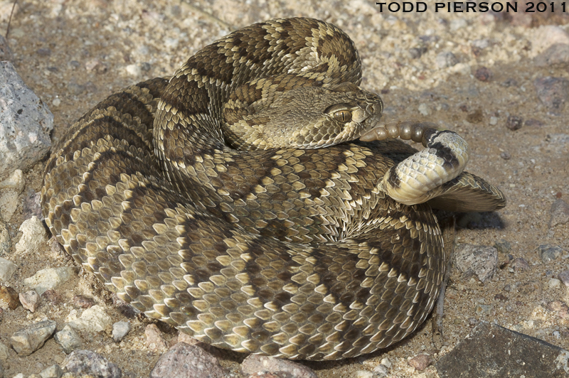 <p>Alethinophidia, Colubroidea, Viperidae, Crotalinae<br>Crotalus scutulatus <br>Mojave rattlesnake</p><p></p>