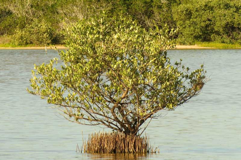 <p>Black Mangrove</p>