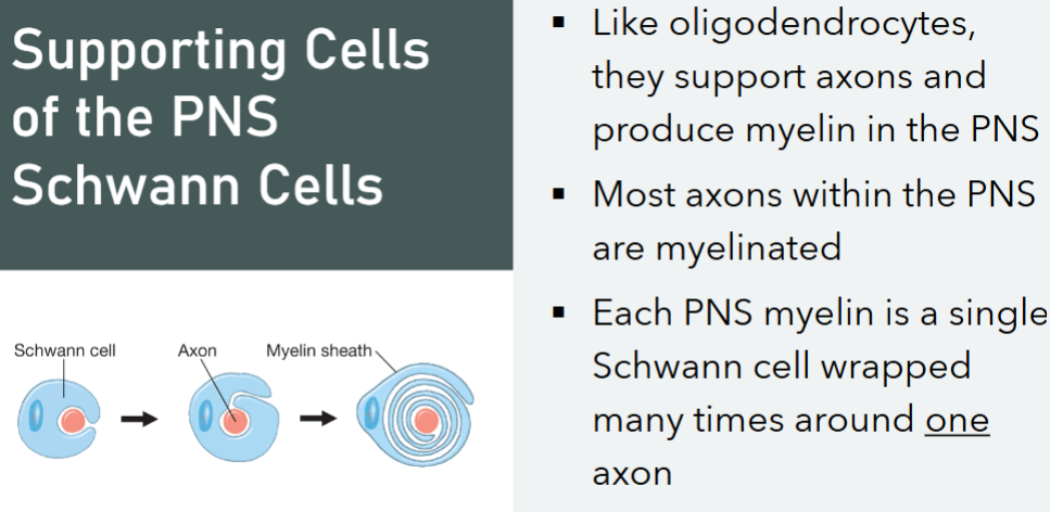 <p>Each PNS myelin is a single Schwann cell wrapped many times around one axon </p>
