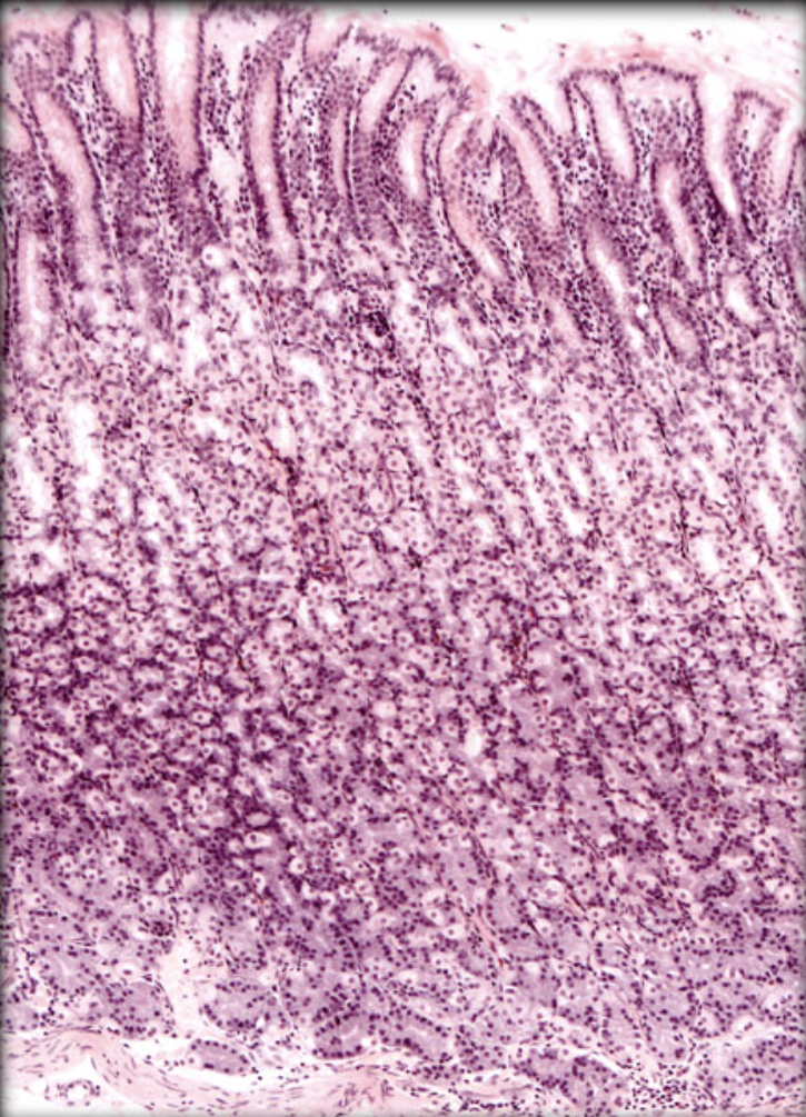 <p>What organ is this?</p>