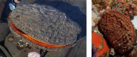 <p>scallop, eye spots, attaches to rocks</p>