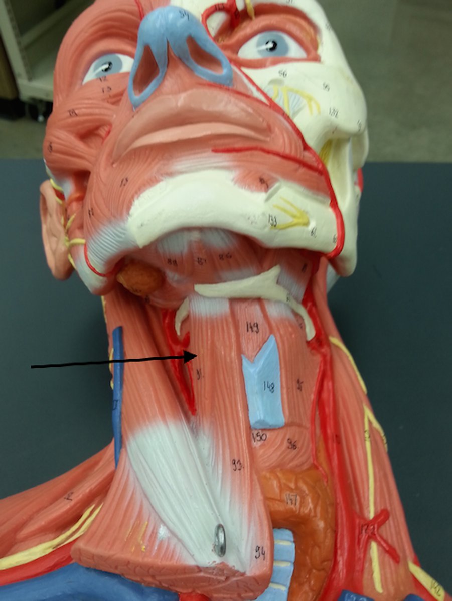 <p>action: depresses hyoid bone</p>