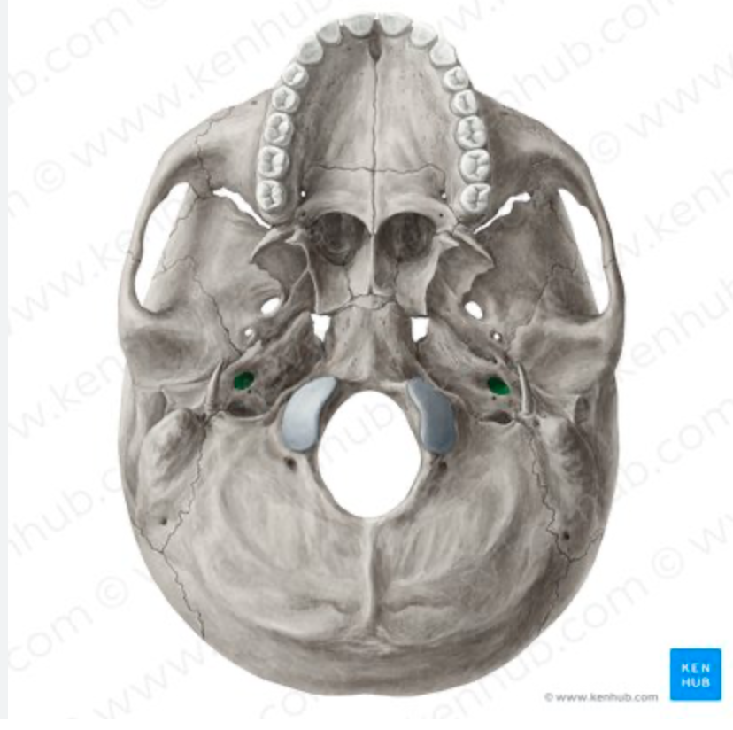<p>contains internal carotid artery</p>