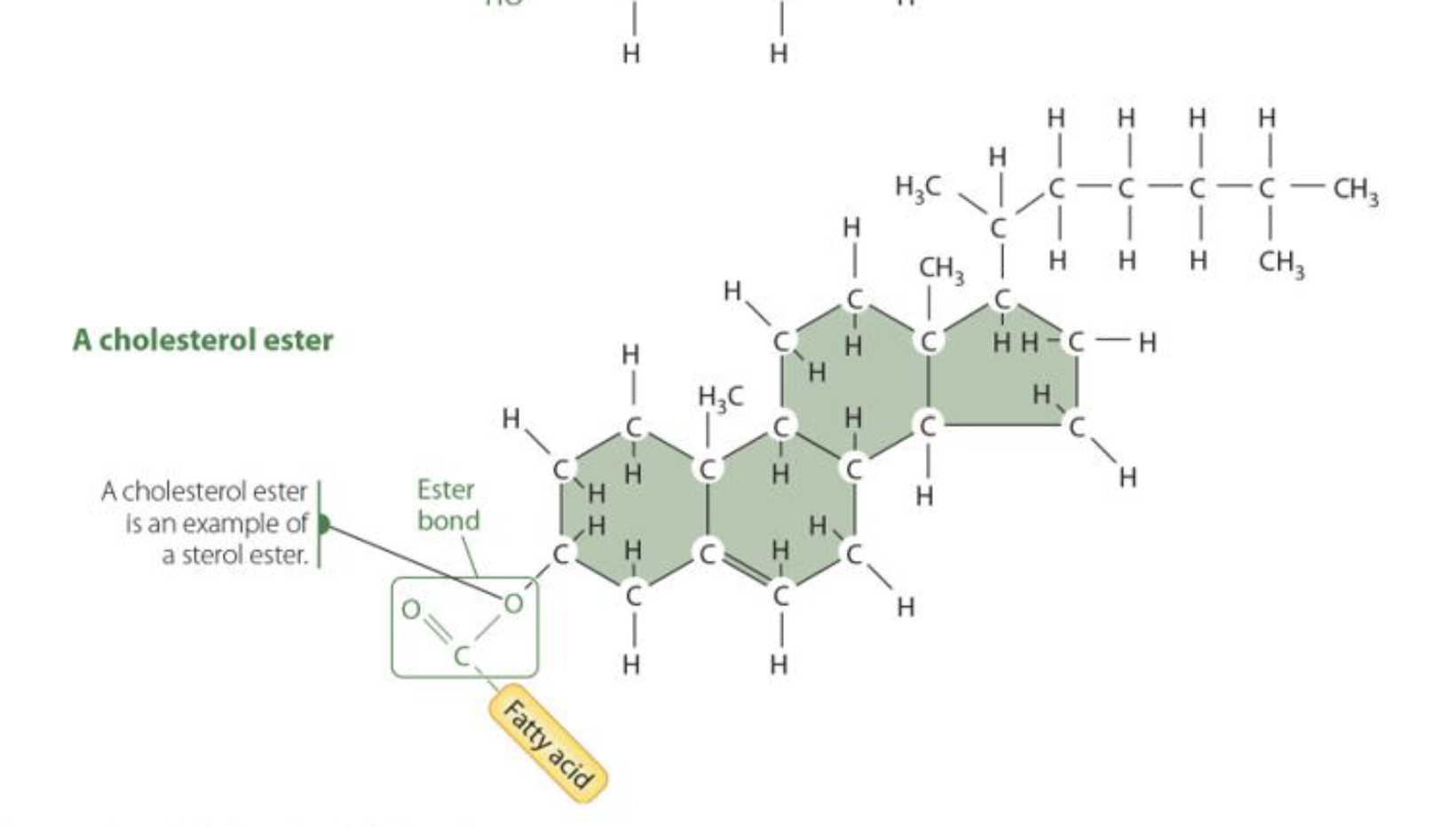 <p>Cholesterol whose hydroxyl group has been esterified to a fatty acid.</p>