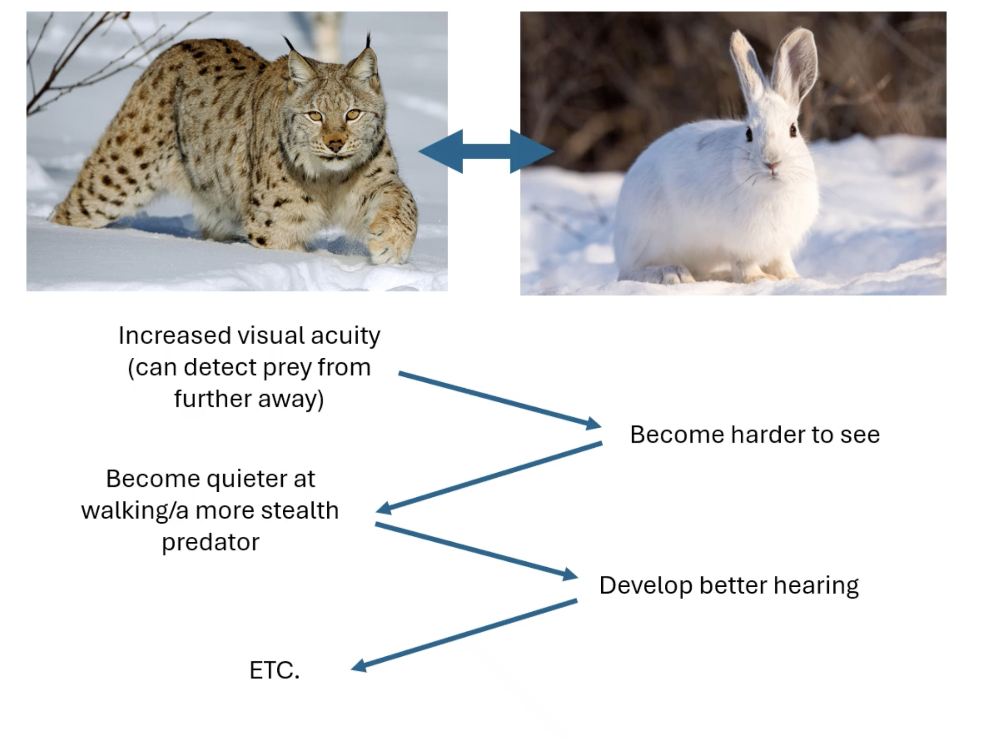 <p>the predator (lynx) evolve adaptions that make them better at hunting the prey (hare) causes the hare to evolve adaptations that make them better at hiding or avoiding the predator, the lynx becomes quieter/more stealthy and then the hare adapts better hearing etc.</p>
