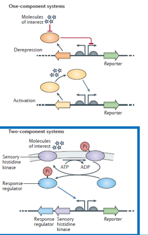 <ol><li><p><span><strong>Cytoplasmic sensing (Binnenin de cel meten)</strong></span> Kleine metabole moleculen (zoals suikers of aminozuren) diffunderen de bacteriecel in. Ze binden direct aan een transcriptieregulator in het cytoplasma. Dit zorgt voor een vormverandering (<span><strong>conformational change</strong></span>), waardoor de regulator het DNA loslaat of juist vastgrijpt.</p></li><li><p><span><strong>Sensing outside of cell: Two-component signal transduction (Buiten de cel meten)</strong></span> Wanneer een signaalstof <span><em>niet</em></span> door het membraan heen kan, gebruikt de bacterie een <span><strong>twee-componenten-systeem</strong></span>. De onderste dia laat deze prachtige cascade stap voor stap zien:</p></li></ol><ul><li><p><span><strong>Component 1: De Sensor kinase</strong></span> Dit eiwit zit ingebed in het cytoplasmatische membraan. De buitenkant vangt een <span><strong>environmental signal</strong></span> op (bijvoorbeeld een verandering in pH, temperatuur, of een specifiek immuun-eiwit van de gastheer).</p><ul><li><p><span><em>De actie:</em></span> Zodra het signaal bindt, activeert de kinase zichzelf aan de binnenkant van de cel met behulp van ATP. Het plakt een fosfaatgroep op zichzelf (<span><strong>autofosforylering</strong></span>).</p></li></ul></li><li><p><span><strong>Component 2: De Response regulator</strong></span> Het fosfaatje (P) wordt vervolgens overgedragen op een los eiwit in het cytoplasma: de <span><strong>response regulator</strong></span>.</p><ul><li><p><span><em>De actie:</em></span> Door deze fosforylering verandert de response regulator van vorm en wordt hij actief. Hij reist direct naar het DNA toe en bindt aan de <span><strong>operator</strong></span> vlak voor de <span><em>structural genes</em></span> (de virulentiegenen).</p></li><li><p><span><strong>Het effect:</strong></span> In het getekende voorbeeld zie je dat de actieve response regulator de weg blokkeert voor de RNA-polymerase (<span><strong>transcription blocked</strong></span>). Dit specifieke systeem staat dus op UIT zodra er een signaal is. (Bij andere systemen werkt het precies andersom en activeert het juist de transcriptie).</p></li><li><p><span><strong>De Reset-knop (Phosphatase activity):</strong></span> Als het gevaar buiten de cel geweken is, haalt een ingebouwde enzymfunctie (fosfatase) het fosfaatje weer van de regulator af, zodat het systeem keurig terugkeert naar de ruststand.</p></li></ul></li></ul><p></p>