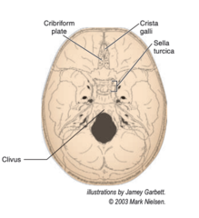 <p>-horizontal plate</p><p>-forms the ANTERIOR aspect of the cranium</p><p>-has numerous FORAMINA for the passage of nerve fibers</p>