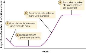 <ol><li><p>latency</p></li><li><p>eclipse: when genome is replicated</p></li><li><p>release (lysis/budding)</p></li><li><p>burst size: #virions/infected cell</p></li></ol><p></p>