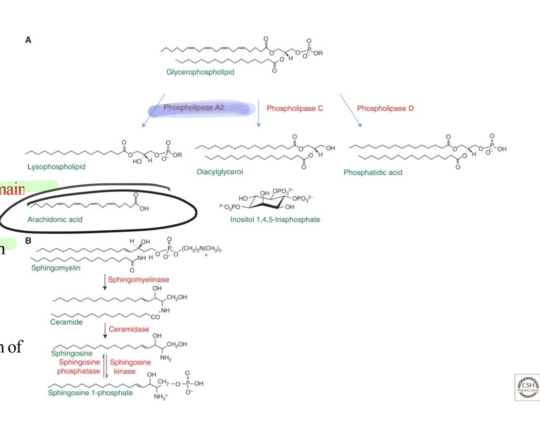 <p>phosphatidic acid, DAG and ceramide</p>