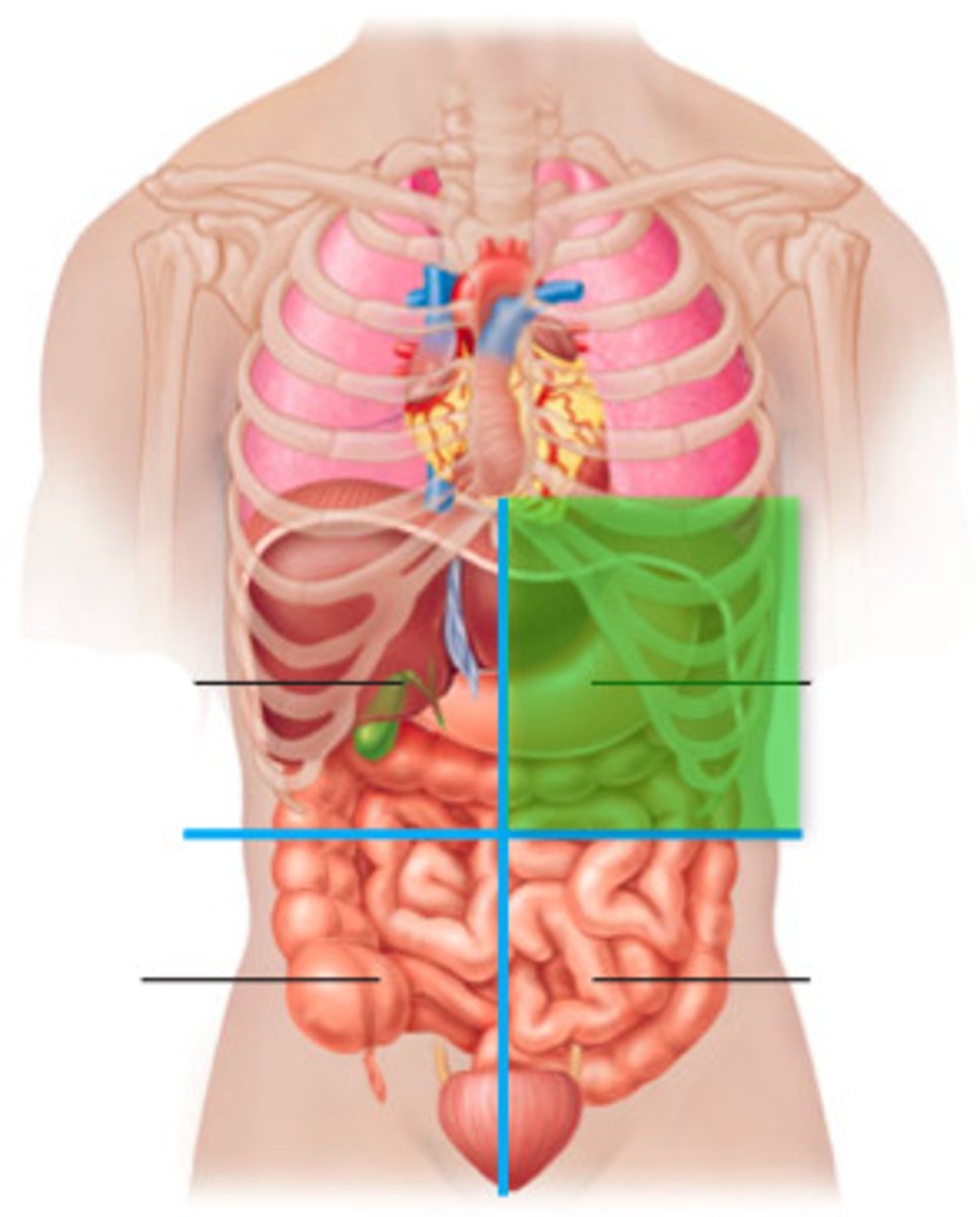 <p>Contains stomach, spleen, and part of liver.</p>