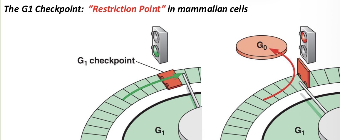 <p>It will exit the cell cycle and switch to a non-dividing state called G0 phase</p>
