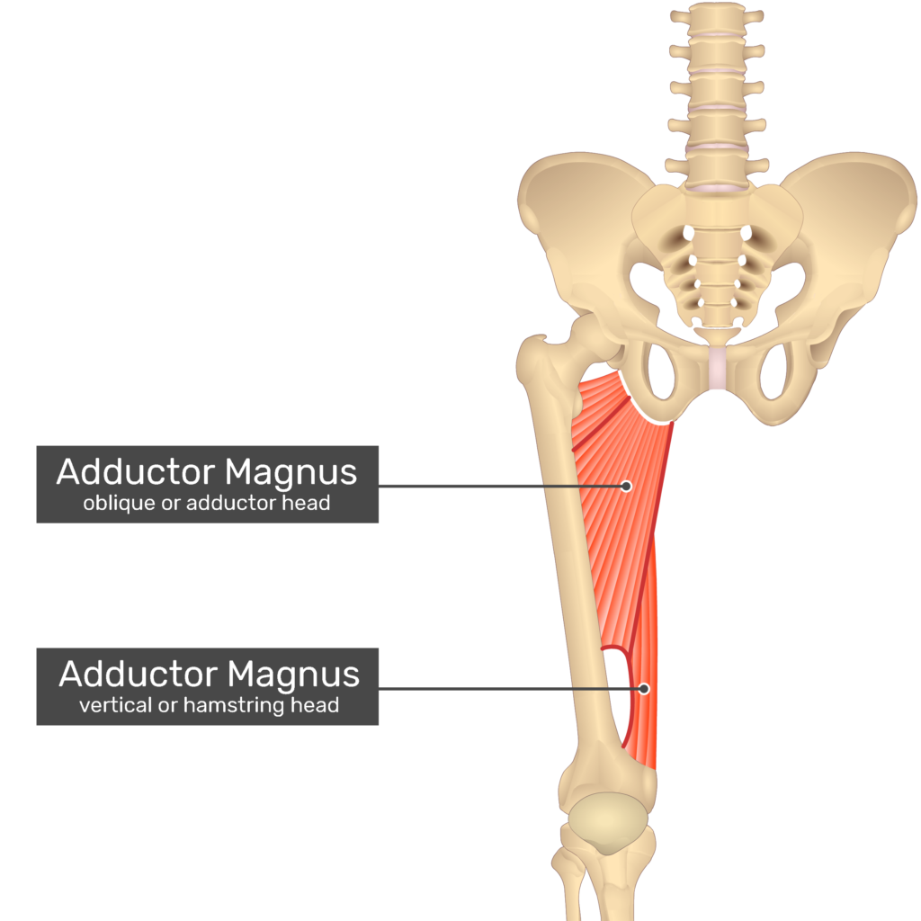 <p>Proximal Attachment (O):</p><ul><li><p>Adductor part: inferior ramus of pubis and ramus of ischium</p></li><li><p>Hamstring part: ischial tuberosity</p></li></ul><p>Distal Attachment (I):</p><ul><li><p>Adductor part: gluteal tuberosity, linea aspera, and medial supracondylar line</p></li><li><p>Hamstring part: adductor tubercle of femur</p></li></ul><p>Nerve:</p><ul><li><p>Adductor part: obturator nerve (L2, L3, L4) and branches of posterior division</p></li><li><p>Hamstring part: tibial part of sciatic nerve (L4)</p></li></ul><p>Action:</p><ul><li><p>Adducts hip joint</p></li><li><p>Adductor part: flexes hip joint</p></li><li><p>Hamstring part: extends hip joint</p></li></ul><p></p>