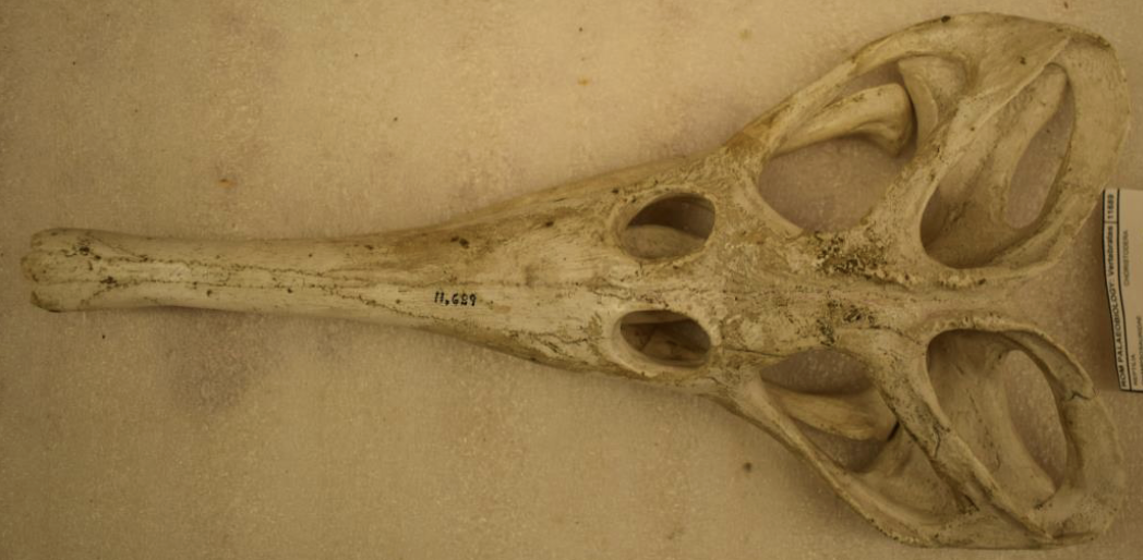 <p>giant orbit and gharial snout</p>