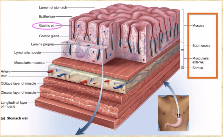 <p>simple columnar epithelium covers mucosa</p><p>mucosa and submucosa form rugae when empty, flatten when full</p><p>muscularis externa (has 3 layers NOT 2)—outer longitudinal, middle circular, inner oblique layers</p>