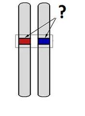 <p>A specific location on a chromosome where a gene is found.</p>