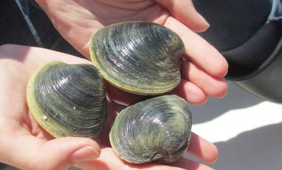 <p>What is the common name and scientific name of this organism </p>
