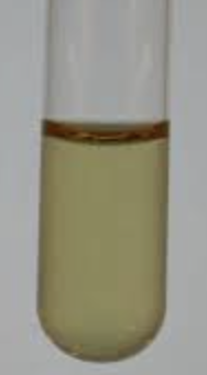 <p>This Vogues-Proskauer Test is __________.</p>