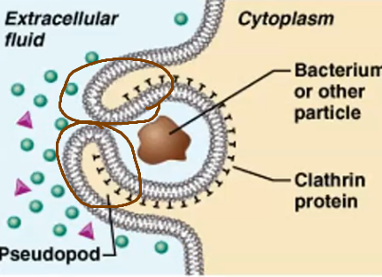 <p>A leg-like extension of the plasma membrane used in phagocytosis to surround and engulf large particles like bacteria.</p>