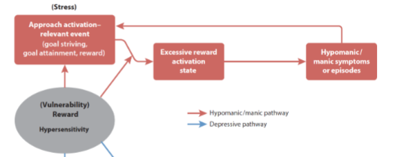 <p>loop: goal attainment => excessive reward state => behaviour or cognitive changes => ultimately (hypo)mania episodes</p><p></p>