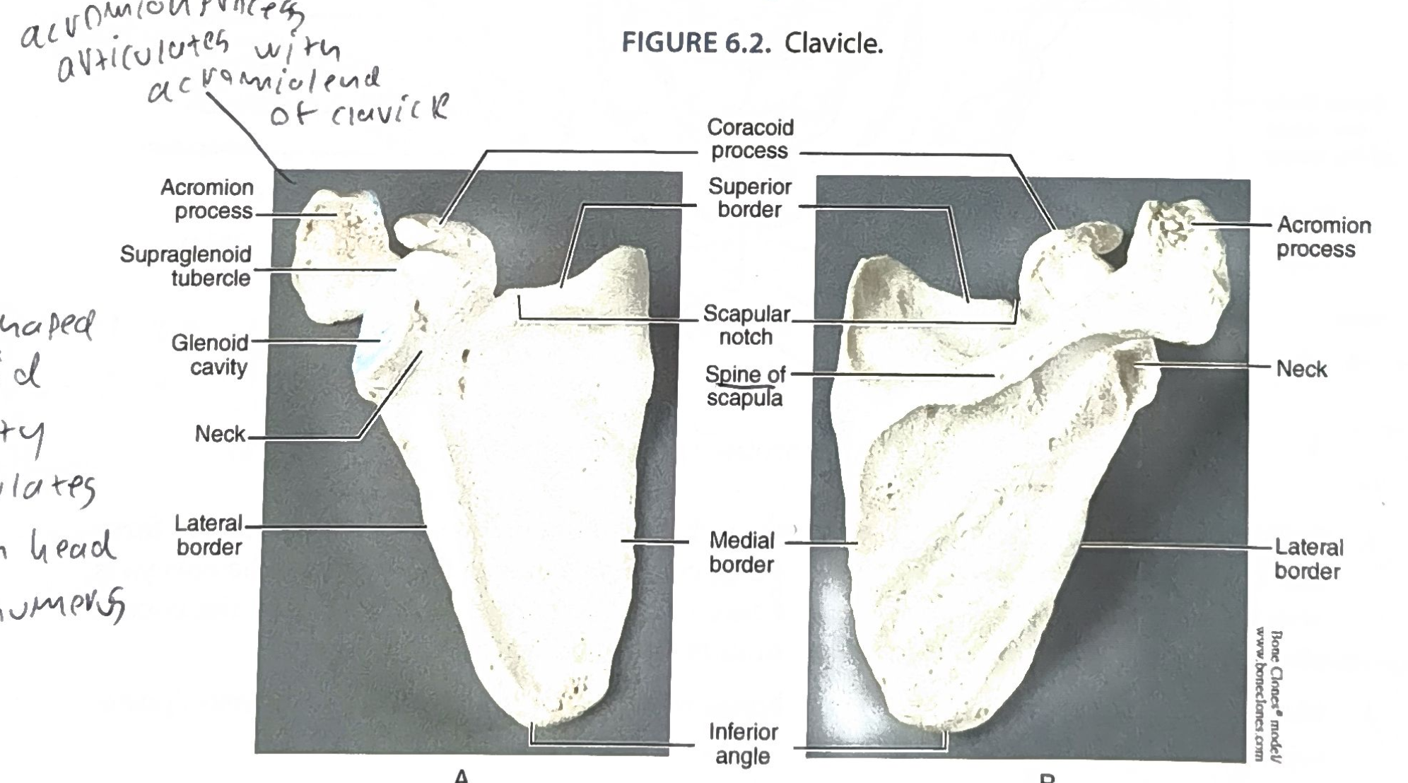 1) Acromion process articulates with the acromial end of the clavicle. 2) Glenoid cavity (pear-shaped) articulates with the head of the humerus. 3) Key features: coracoid process, spine of the scapula, scapular notch, medial/lateral/superior borders, inferior angle. Shoulder blade.