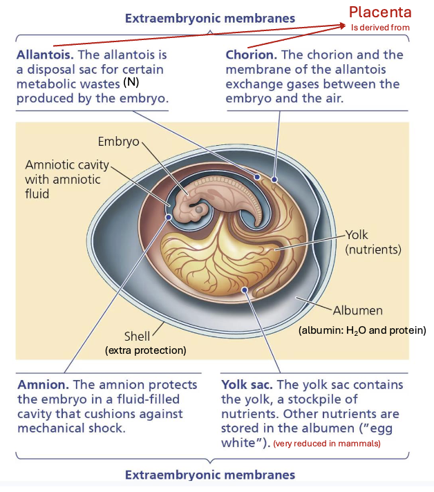 <p>AMNIOTIC EGG ANATOMY (6+1) AACYAS</p>