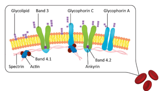 <ul><li><p>Lipid composition is uneven between the outer and inner leaflet</p></li><li><p>Some proteins have specific orientations within the membrane (proteins can either protrude on one or both sides of the bilayer).</p></li><li><p>Carbohydrates are mainly found on the extracellular side of the membrane (for signaling and recognition)</p></li></ul><p></p>