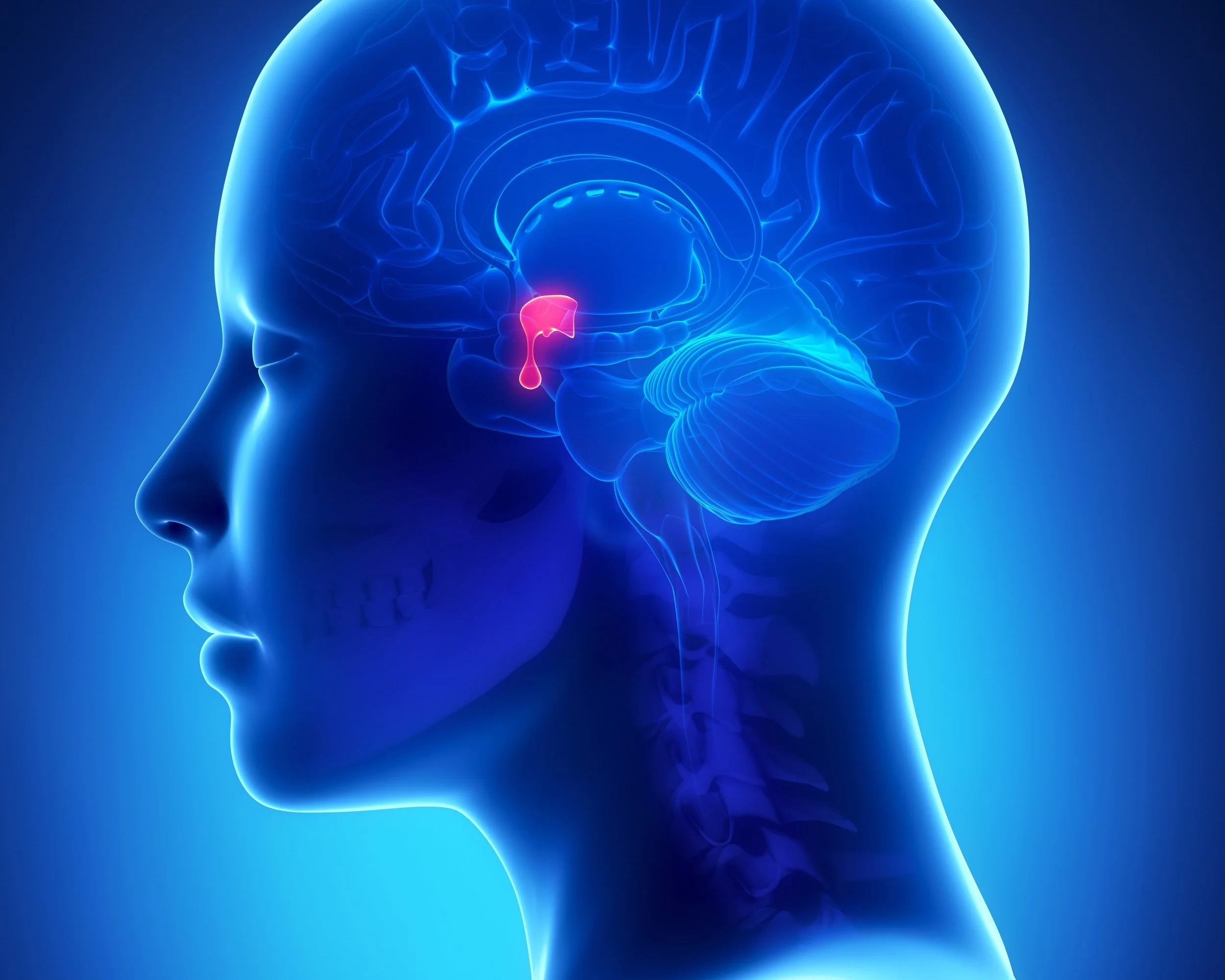 <p>controlled by hypothalamus</p>