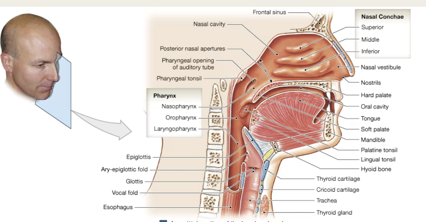 <p>Components of the Upper Respiratory</p><p>System</p><p>■ XX XX</p><p>■ XX XX </p><p>■ XX</p><p>■ XX XX</p><p>■ XX</p><p></p>