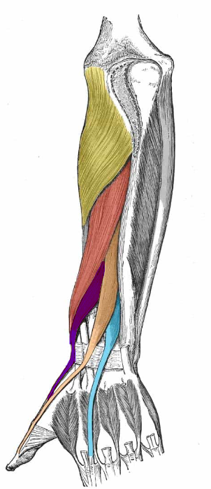 <p>ID muscle and innervation (blue)</p>