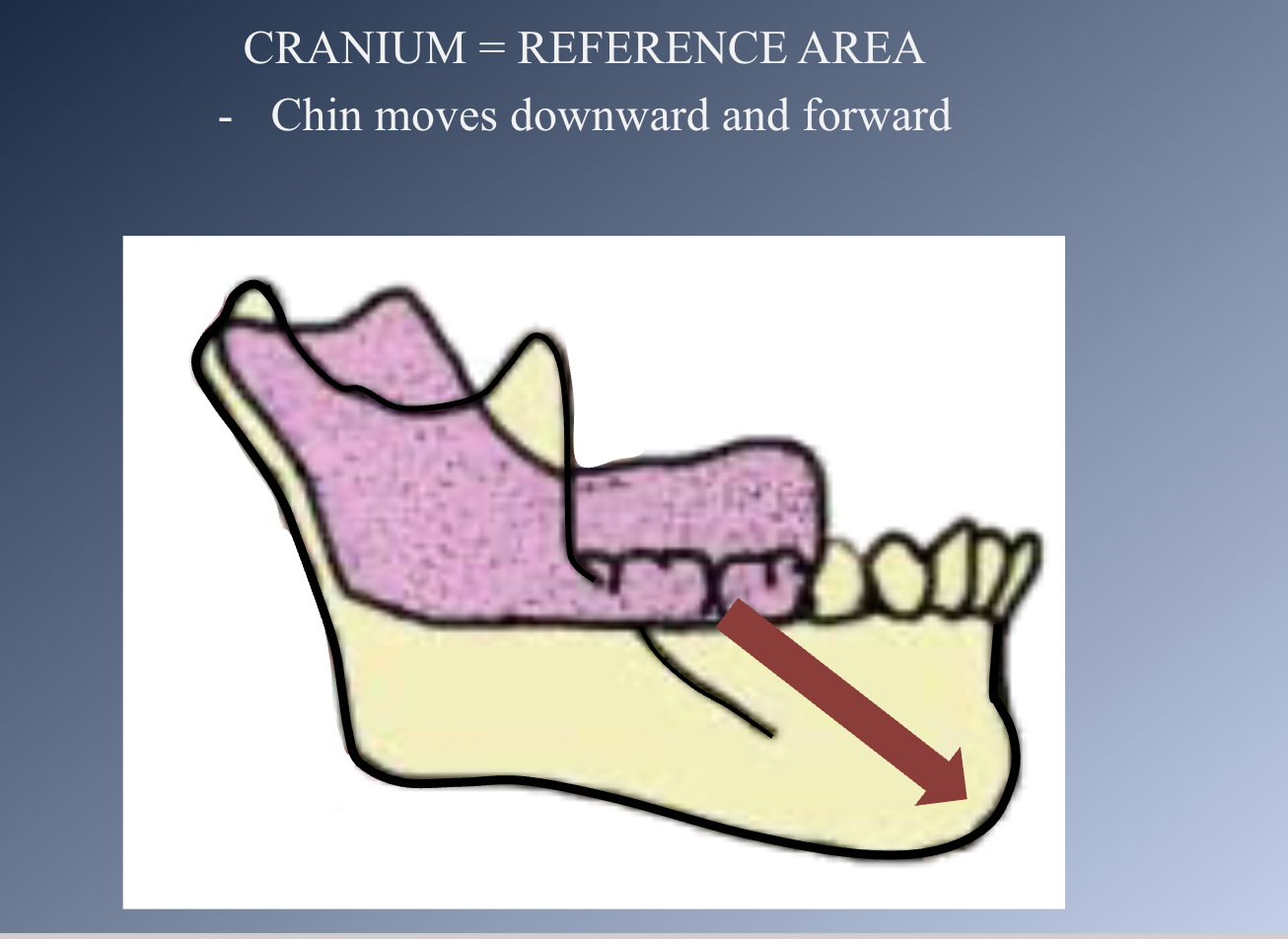 <p>Direction of mandibular growth</p>