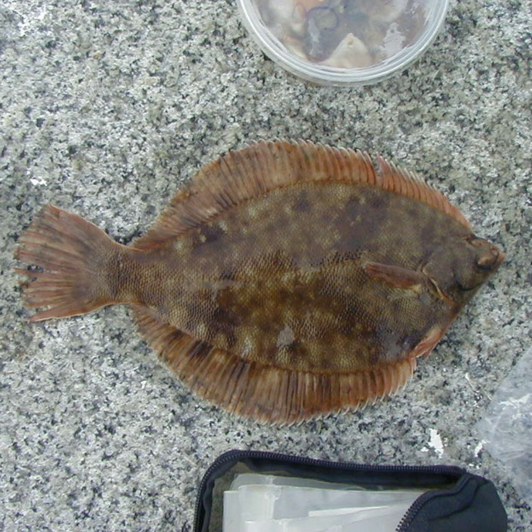 <p><strong><em><u>right-headed, dark molted/random blotches, small mouth “kissy face”; winter = mistletoe, convex caudal</u></em></strong></p><p></p><ul><li><p><strong>General:</strong> Right-eyed flounder with a dark brown body and small mouth, commonly found on sandy or muddy bottoms.</p></li><li><p><strong>Size:</strong> Avg. adult <strong>30–45 cm (12–18 in; 1.0–1.5 ft)</strong>, <strong>0.5–1.5 kg (1.1–3.3 lb)</strong>;</p><ul><li><p>large adults commonly reach (18–24 in; 1.5–2.0 ft) and (4.4–6.6 lb).</p></li></ul></li><li><p><strong>Key IDs:</strong></p><ul><li><p><strong>Both eyes on right side</strong> of body.</p></li><li><p>Nearly straight lateral line <em>(lacks the strong arch of summer flounder/fluke).</em></p></li><li><p><strong>Small/short mouth</strong>; upper jaw does <strong>not</strong> extend past lower eye.</p></li><li><p>Dark brown to olive dorsal side, often with <strong>scattered dark spots.</strong></p></li><li><p>Caudal tail usually squared to slightly rounded.</p></li></ul></li><li><p><strong>Memory cue:</strong> <strong>Right eyes + small mouth + straight lateral line</strong></p></li></ul><p></p>
